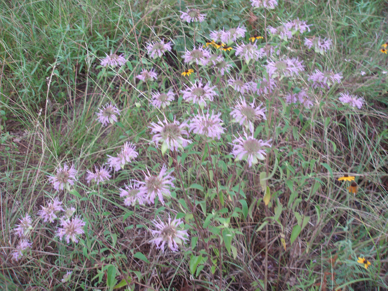 P1010114