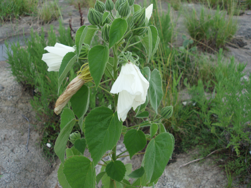 P6300048