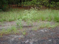 DSC05273