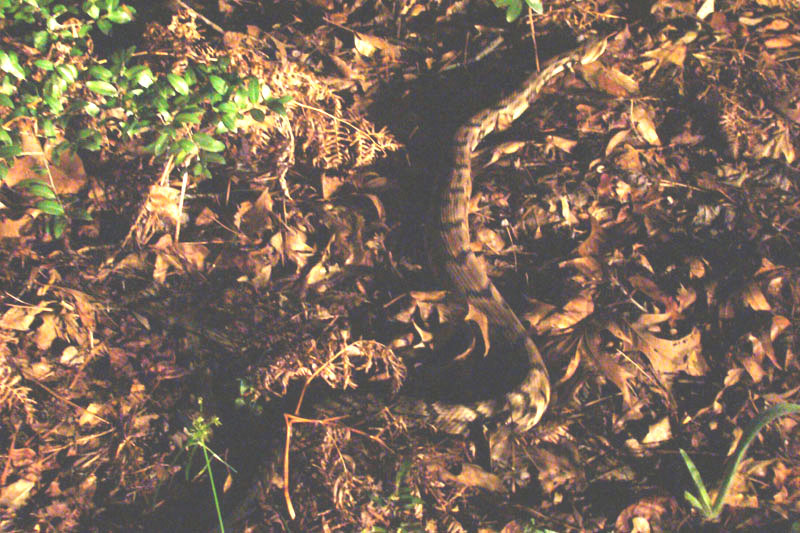 DSC00995