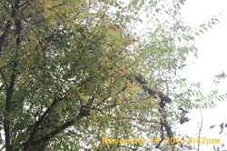 IMG_1975