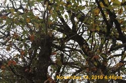IMG_1980
