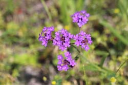 IMG_0323
