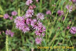 IMG_7868
