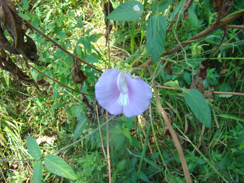 DSC00764