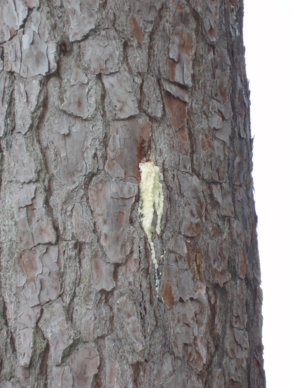 P1010130