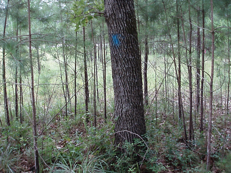 P6260045