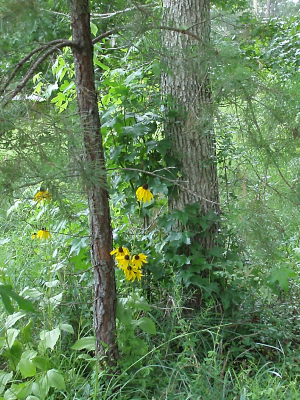 P6260051