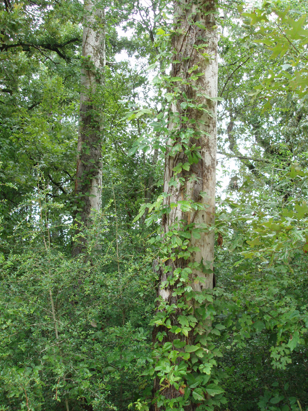 P6260055
