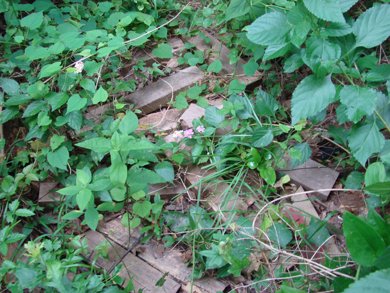 DSC00186