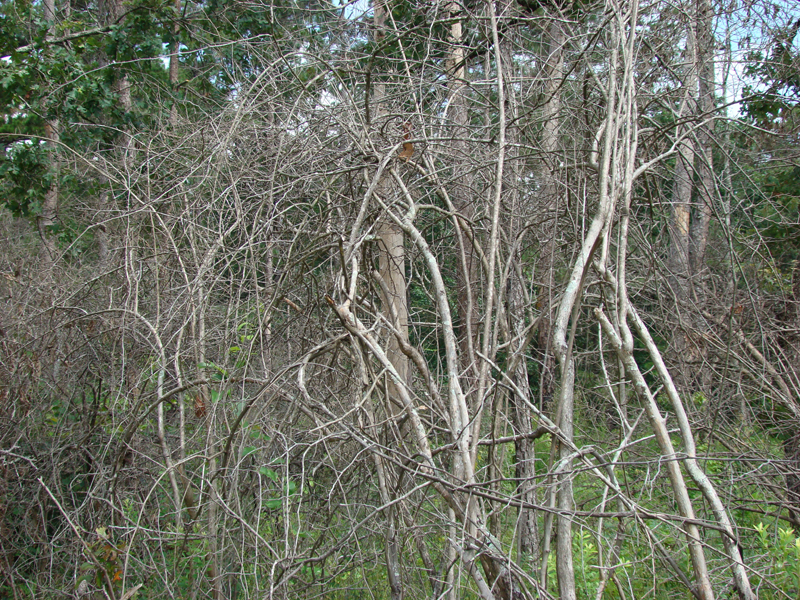DSC00257