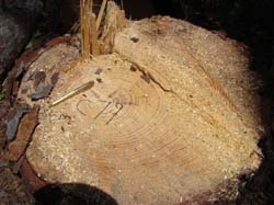 DSC00075