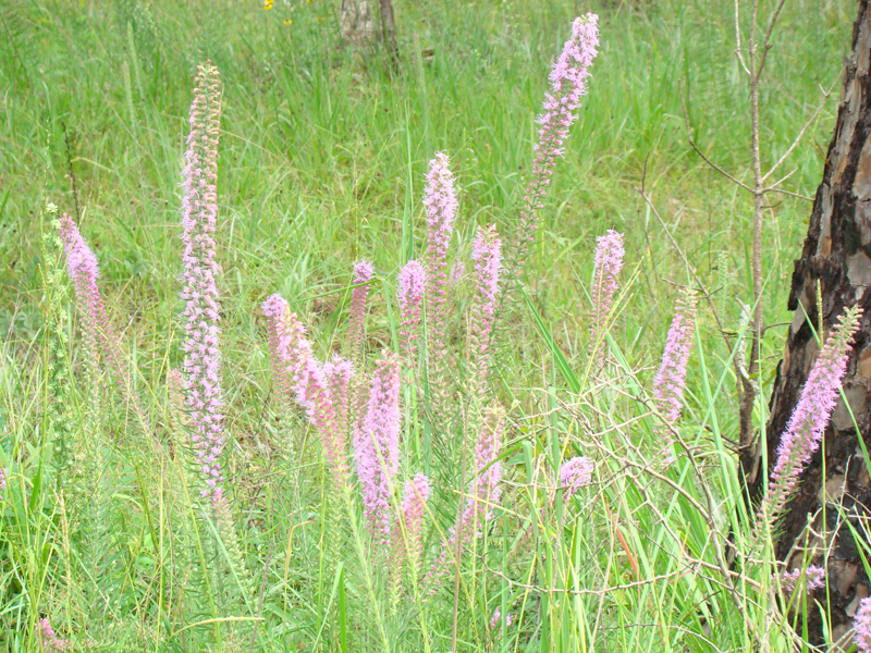 DSC00037