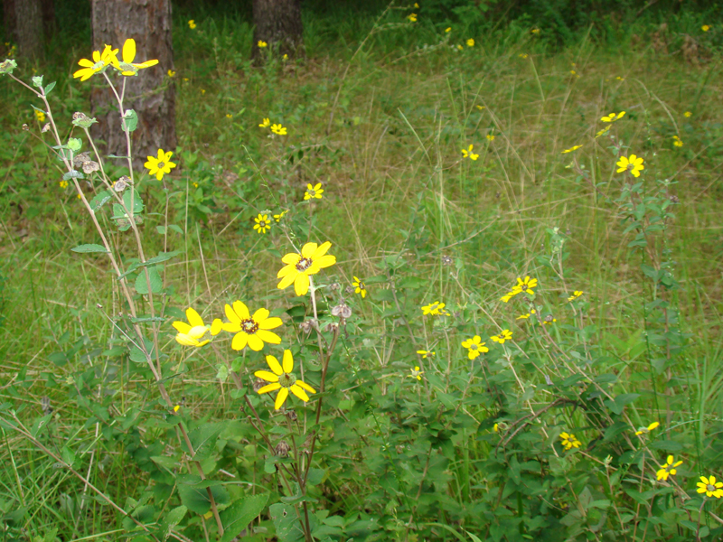 DSC00051