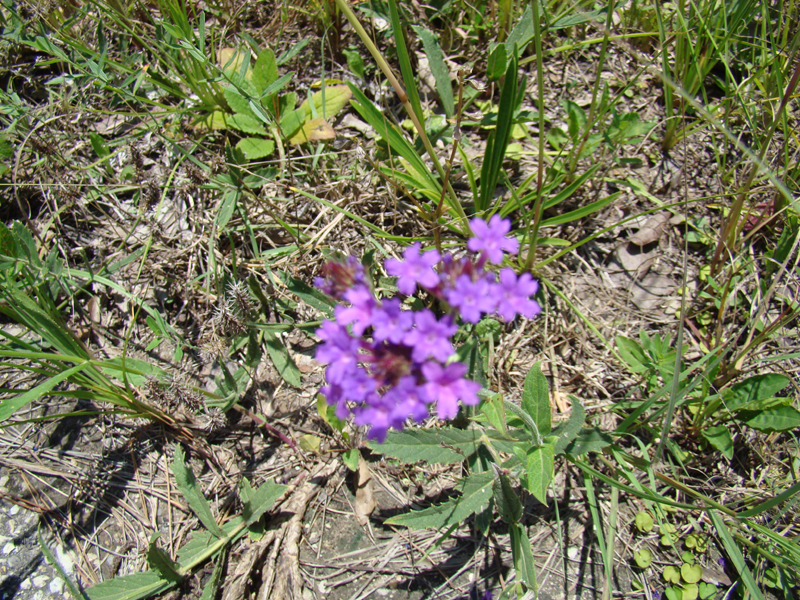 DSC00119