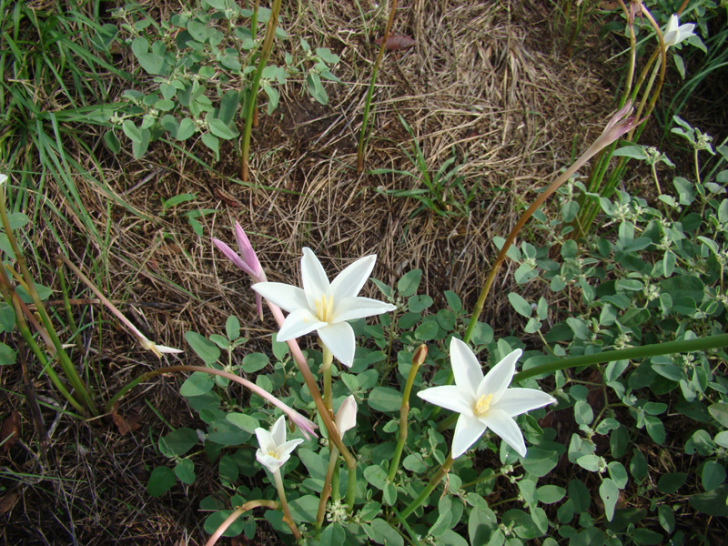 DSC05816