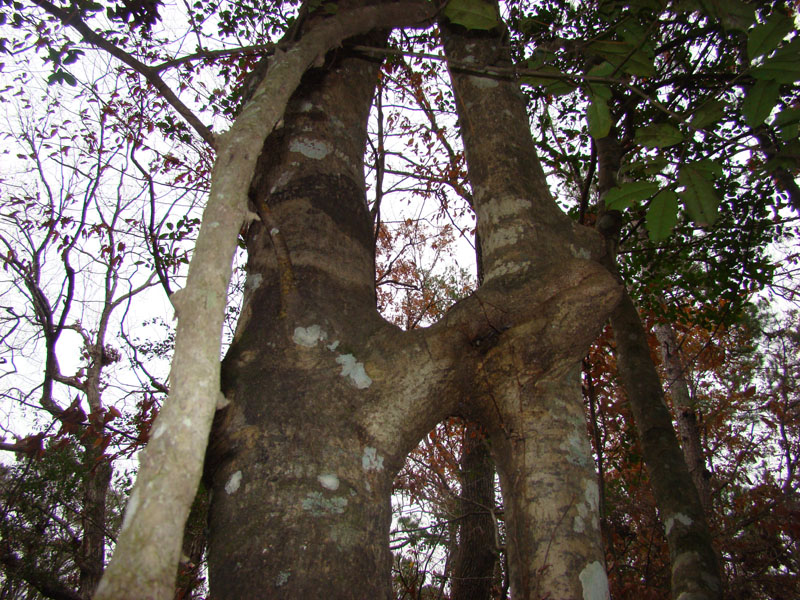 DSC07323