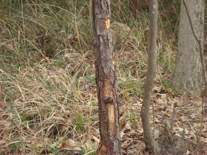 DSC02071