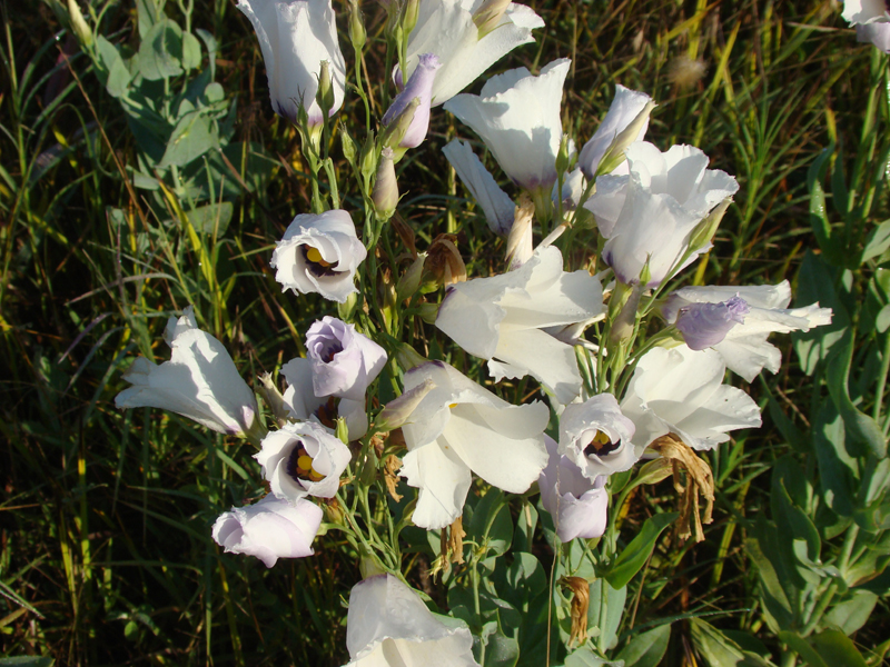 DSC04004
