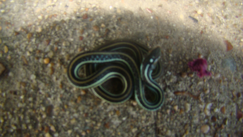 DSC01474