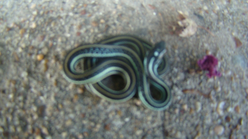 DSC01475