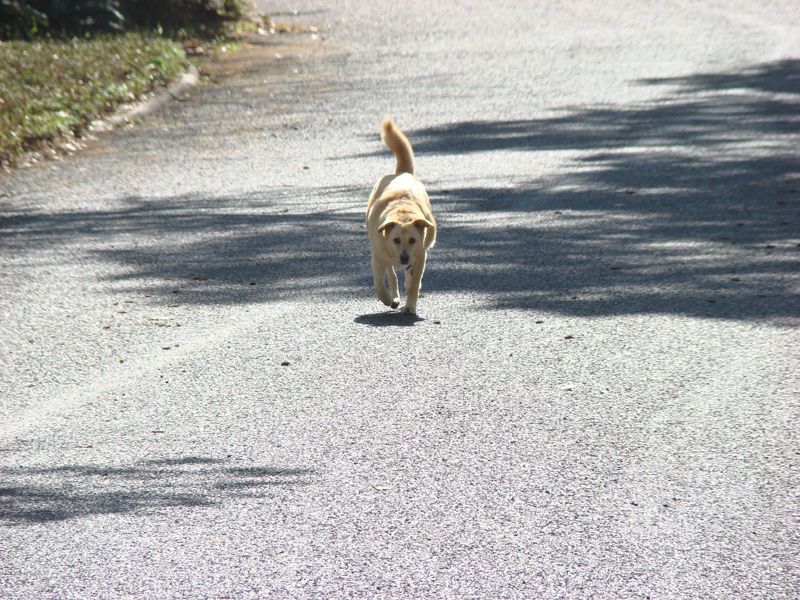 DSC02923