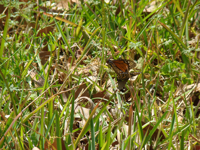DSC03065