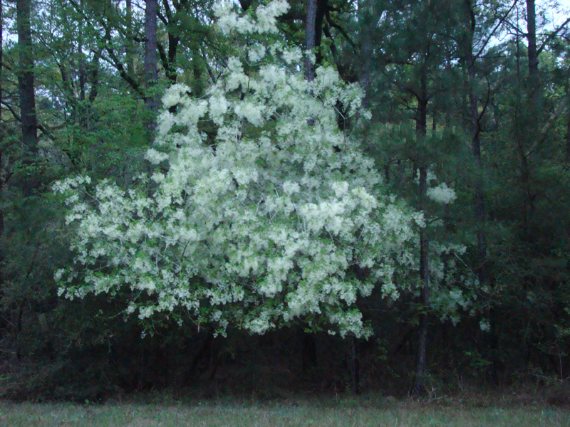 DSC03074