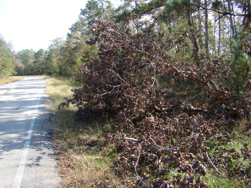 DSC07139