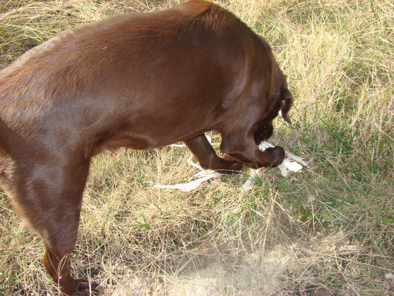 DSC07252