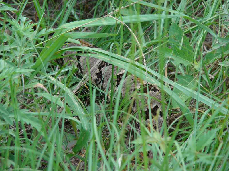 DSC00207