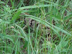 DSC00207