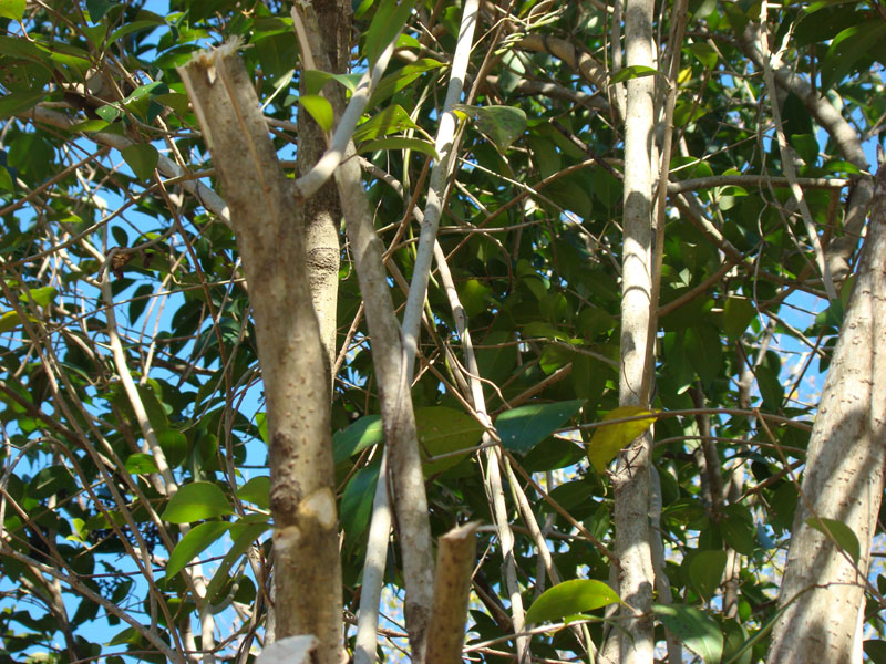 DSC07880