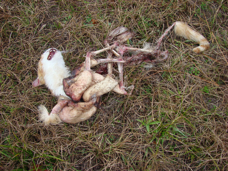 DSC08003