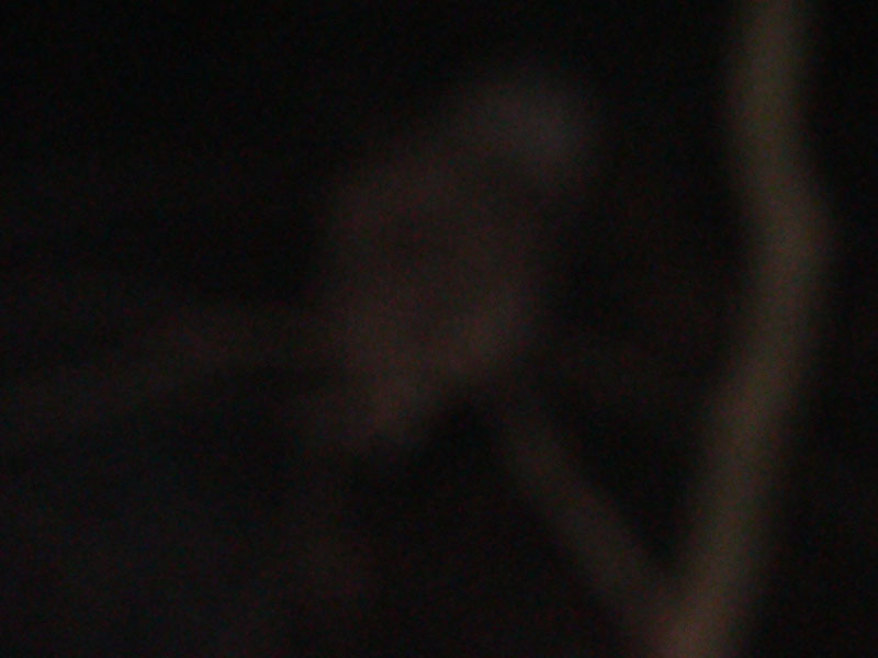 DSC07487