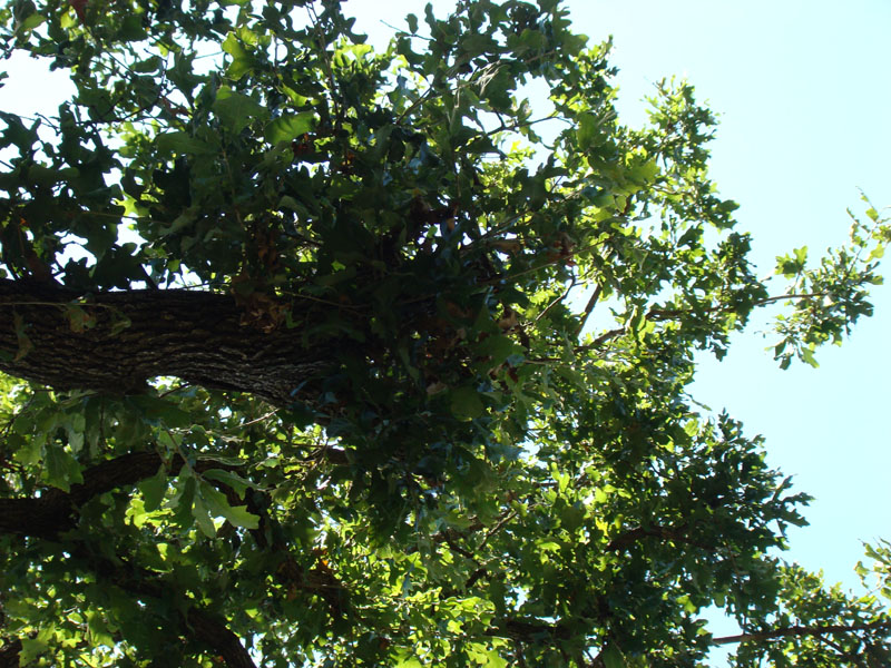 DSC09691