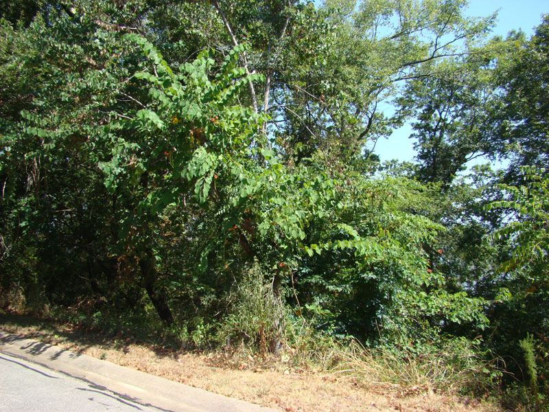 DSC09753