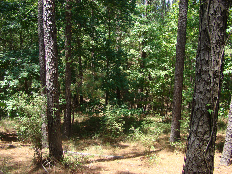 DSC09801