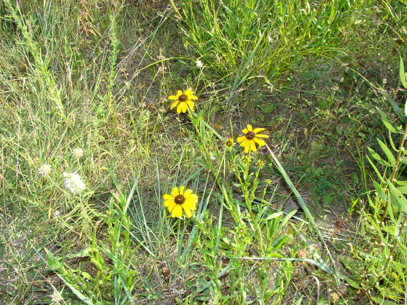 DSC09340
