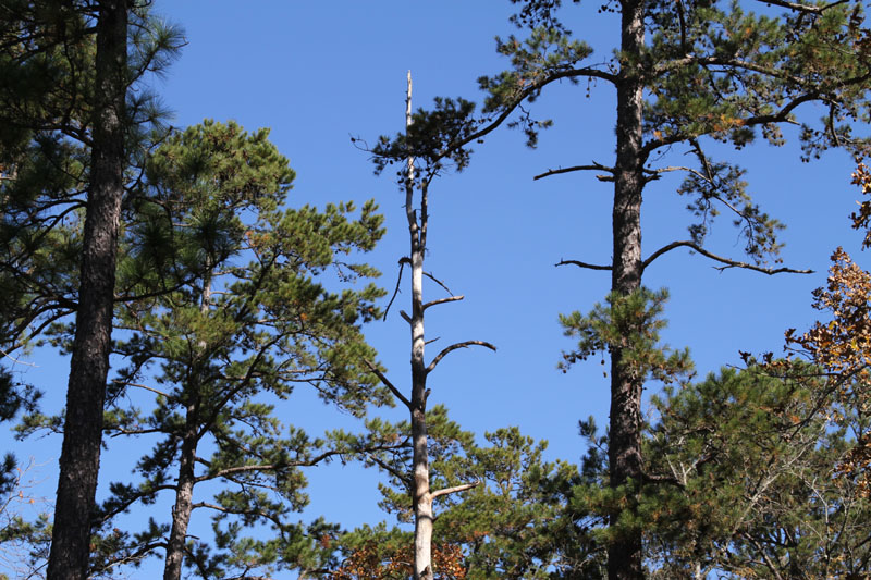 IMG_0282