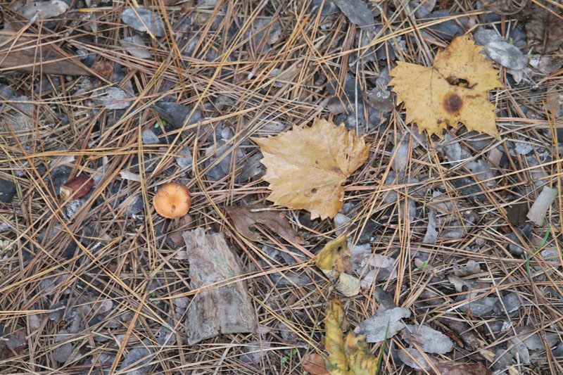 IMG_0767