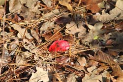 IMG_0156