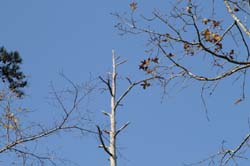 IMG_0162