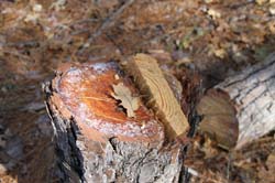 IMG_0191