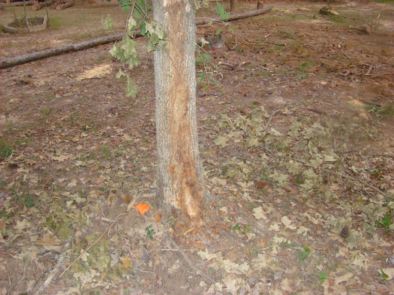 DSC00650