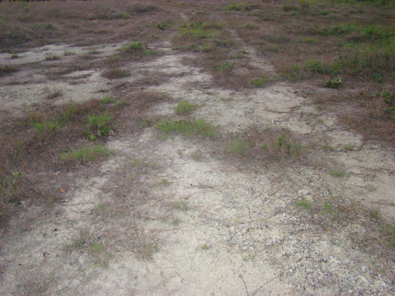 DSC00333