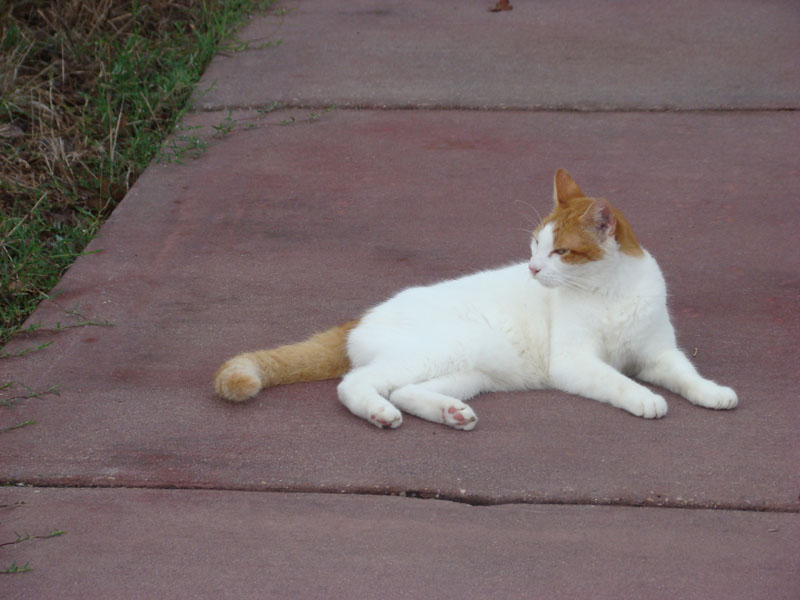 DSC00418