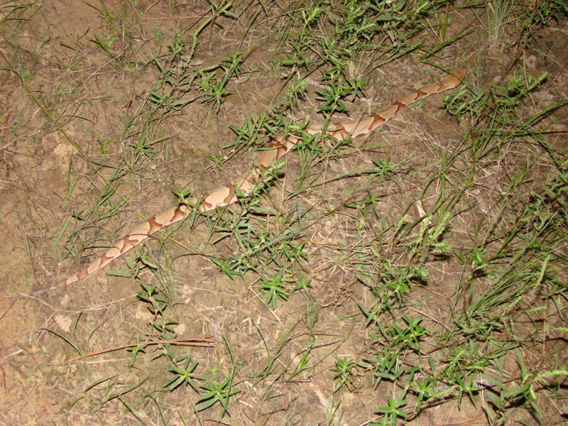 DSC00426