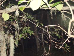 DSC00534