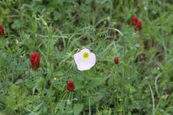 IMG_7267